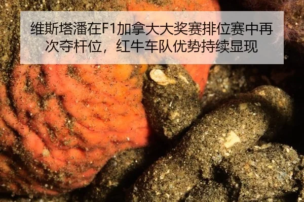 wei-si-ta-pan-zai-jia-na-da-da-jiang-sai-pai-wei-sai-zhong-zai-ci-duo-gan-wei-hong-niu-che-dui-you-shi-chi-xu-xian-xian-2-132.jpg